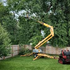 Ontario, CA Tree Removal and Landscaping Services Company